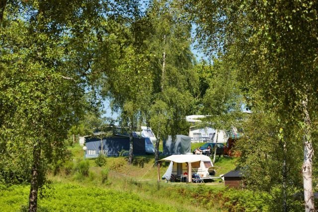 Grüner Campingplatz in Belgien mit Hund