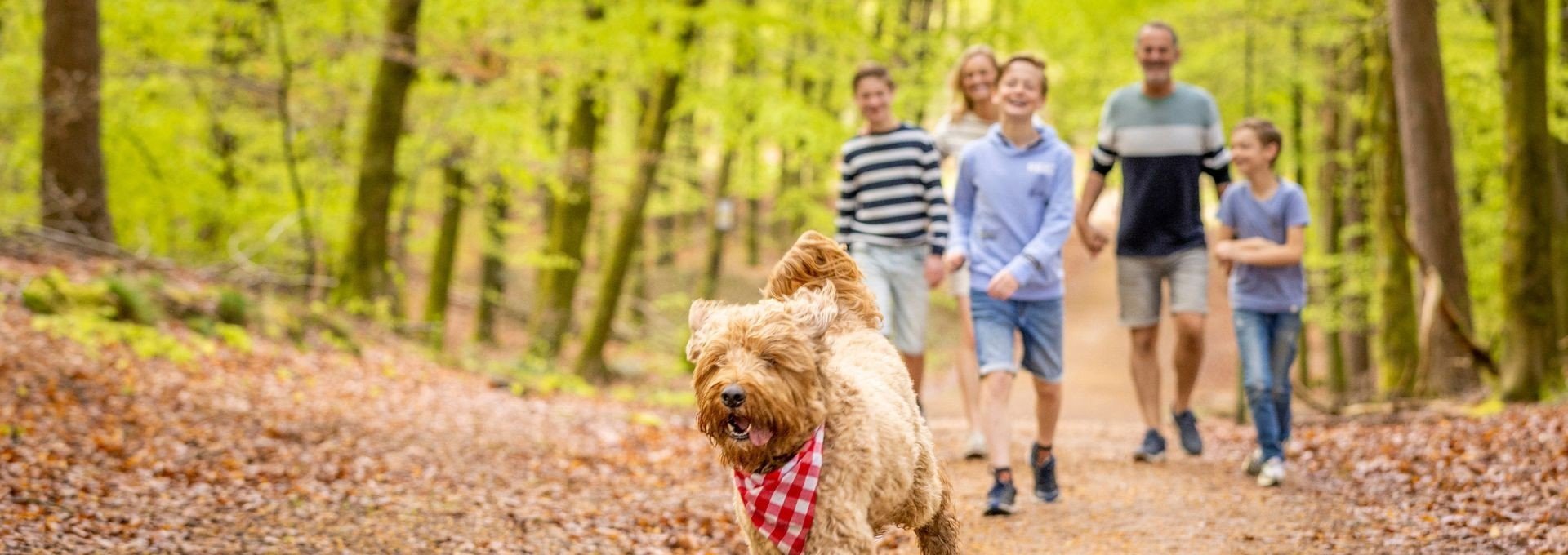 Kamperen ardennen familiecamping